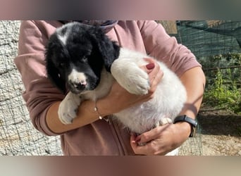 Ian - Neunmal werden wir noch wach...