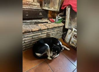 Nikita - Still, übersehen und dabei so besonders