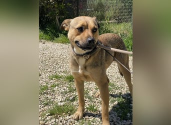 Faudor - Bist du die letzte Station meiner Odyssee?