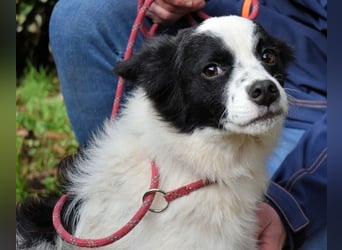 Crix - Hat seine Fledermausohren auf Empfang