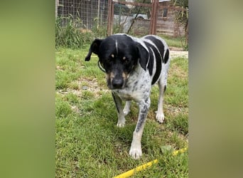 Bice - SOS - Dringend neues Zuhause oder Pflegestelle gesucht /Das hat sie nicht verdient