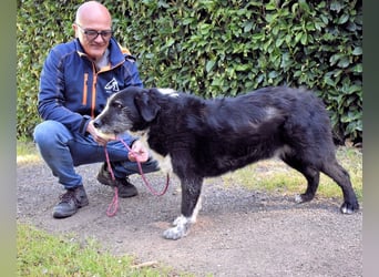 Dino - Gentleman auf Irrwegen