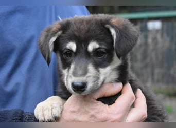 Vistella - Kuckuck...hallo...sind da draußen Menschen?