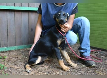 Djamica - fröhliche Junghündin mit offenem Herzen