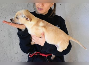 Sniffy - ...und Sirette halten zusammen