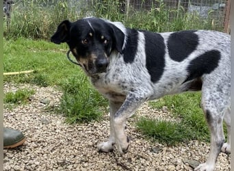 Bice - SOS - Dringend neues Zuhause oder Pflegestelle gesucht /Das hat sie nicht verdient