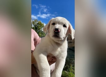 Ivo - Neunmal werden wir noch wach...