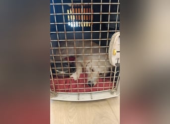 Maja - (Dringend Zuhause oder Pflegestelle gesucht) Wer kennt nicht die Biene Maja?