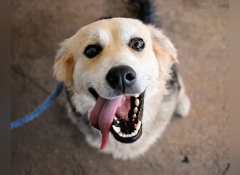 Fioralba - Fantastisches Powerpaket mit Freundlichkeitsbonus