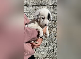 Isa - Neunmal werden wir noch wach...