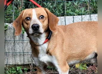 Cecilius - ein ruhiger Begleiter