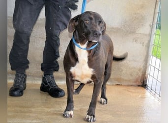 Perlyn - Charmante Ex-Sommerfigur mit Modelpotenzial