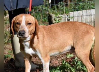 Cecilius - ein ruhiger Begleiter