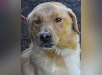 Burke - Der sanfte Bruder mit dem warmen Blick