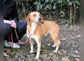 Cecilius - ein ruhiger Begleiter