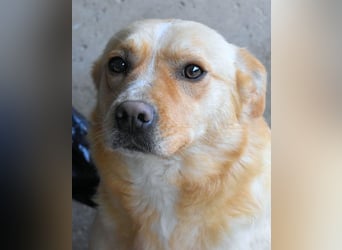 Sigrid - es ist wankelmütig, dieses Schicksal