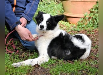 Crix - Hat seine Fledermausohren auf Empfang