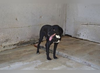 Pollard - Wer zaubert ihm ein Lächeln ins Gesicht?