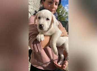 Ivo - Neunmal werden wir noch wach...