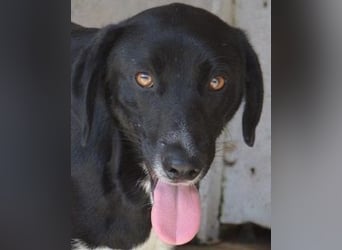 Pollard - Wer zaubert ihm ein Lächeln ins Gesicht?