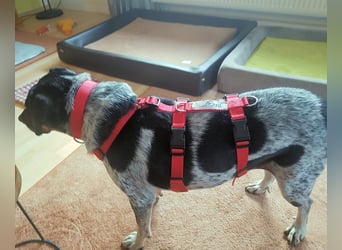 Bice - SOS - Dringend neues Zuhause oder Pflegestelle gesucht /Das hat sie nicht verdient