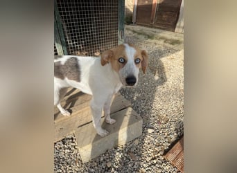 Zoe - Mit Schutzengeln gesegnet