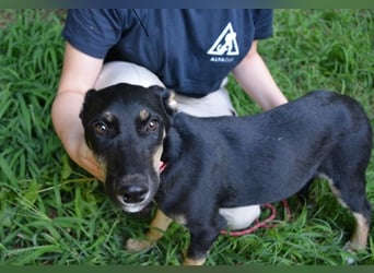 Damiana - ein schüchternes Hundemädchen sucht Sicherheit