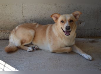 Sigrid - es ist wankelmütig, dieses Schicksal