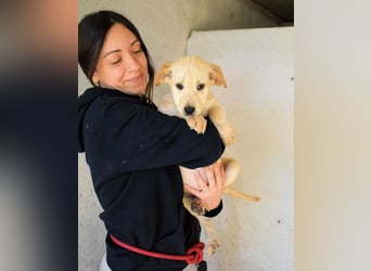 Sirette - ...und Sniffy halten zusammen