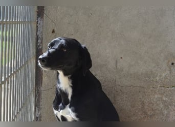 Pollard - Wer zaubert ihm ein Lächeln ins Gesicht?