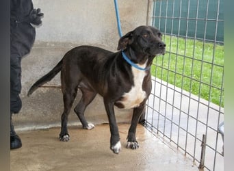 Perlyn - Charmante Ex-Sommerfigur mit Modelpotenzial