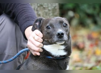 Cyrus - Vertrauen kann man lernen