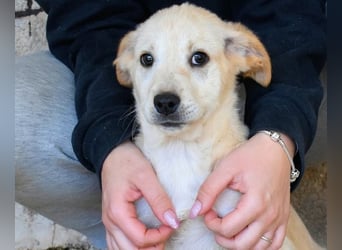 Sirette - ...und Sniffy halten zusammen