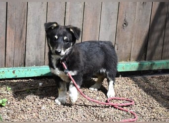 Vessilia - Kuckuck...hallo...sind da draußen Menschen?