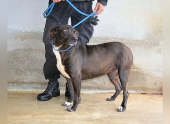 Perlyn - Charmante Ex-Sommerfigur mit Modelpotenzial