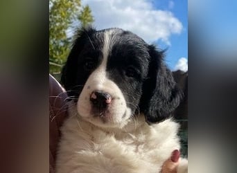 Imma - Neunmal werden wir noch wach...