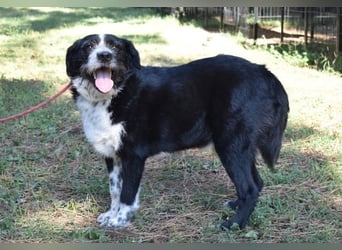 Dino - Gentleman auf Irrwegen