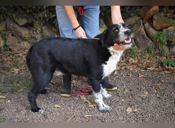 Dino - Gentleman auf Irrwegen
