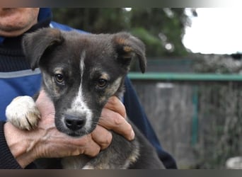 Virox - Kuckuck...hallo...sind da draußen Menschen?