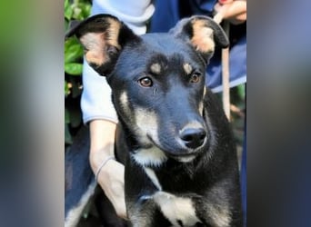 Damiana - ein schüchternes Hundemädchen sucht Sicherheit