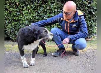 Dino - Gentleman auf Irrwegen