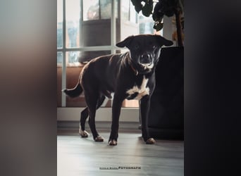 Nikulas - Hallo neues Glück!