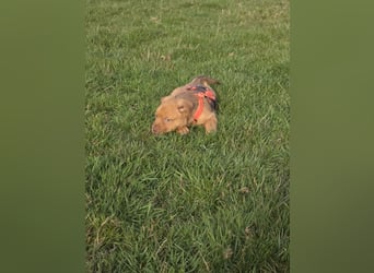 Linou - Also ehrlich, wir sind doch nur Babys!