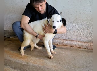 Rylando - Ein Anfang, der nie kam