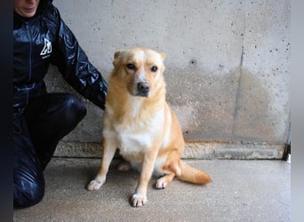 Sigrid - es ist wankelmütig, dieses Schicksal