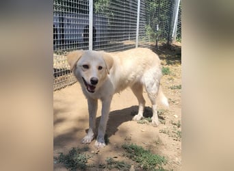 Maja - (Dringend Zuhause oder Pflegestelle gesucht) Wer kennt nicht die Biene Maja?