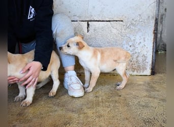 Sniffy - ...und Sirette halten zusammen