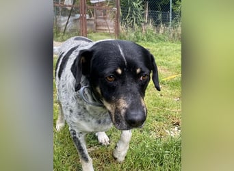 Bice - SOS - Dringend neues Zuhause oder Pflegestelle gesucht /Das hat sie nicht verdient