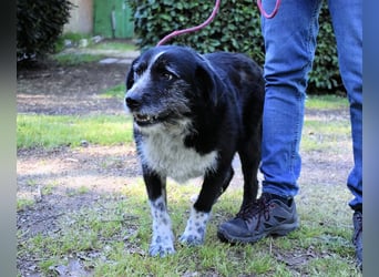 Dino - Gentleman auf Irrwegen