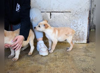 Sniffy - SOS - er bleibt allein zurück  - Dringend Pflegestelle oder Zuhause gesucht!!